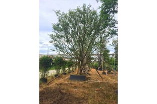 滁州精品樸樹價格、苗木假植方法及注意事項詳解