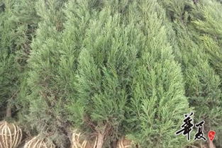 精品苗木推薦 打造優美園林與生態家園的首選