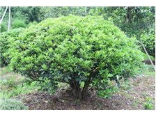 郴州市蘇仙區宏達草皮苗木基地產品展示 優質苗木，綠化首選