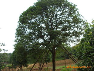 供應(yīng)湖南優(yōu)質(zhì)八月桂苗木，盡在農(nóng)苗網(wǎng)與瀏陽林子洲苗圃