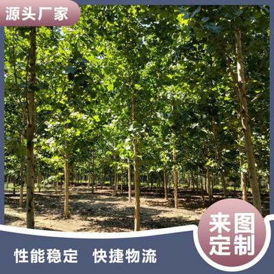 法桐苗木暢銷全國，優(yōu)質(zhì)基地助力綠化建設(shè)