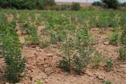 文冠果苗木供應(yīng)與價格指南