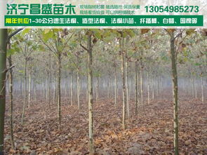 8公分全冠分枝法桐基地價(jià)格、廠家信息與苗木圖片介紹