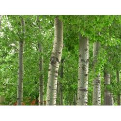 保定市綠化苗木供應(yīng)與批發(fā) 廠家直供，構(gòu)筑生態(tài)綠城