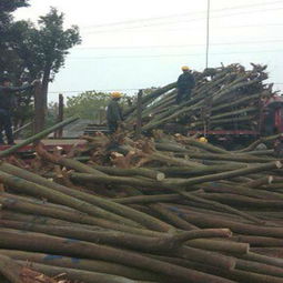 春日植樹(shù)正當(dāng)時(shí) 選購(gòu)優(yōu)質(zhì)苗木的五大關(guān)鍵注意事項(xiàng)