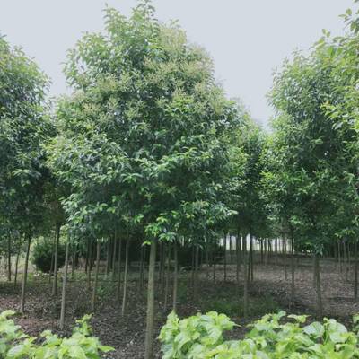 沛縣大葉女貞種植基地 優(yōu)質(zhì)14公分大葉女貞苗木選購(gòu)指南