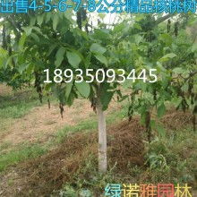 朝陽(yáng)產(chǎn)業(yè)中的綠色明珠 果樹(shù)綠化苗木的發(fā)展與應(yīng)用