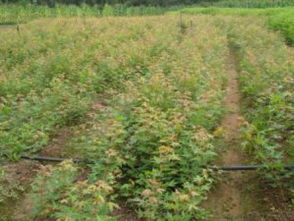 破局與新生 關鍵之年看黑松、油松、側柏的市場前景