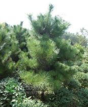 綠化苗木產品 苗木圖片信息106詳解與應用指南