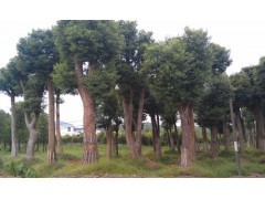 湖南香樟樹市場行情分析及工程綠化苗木價格參考（2013年數據）
